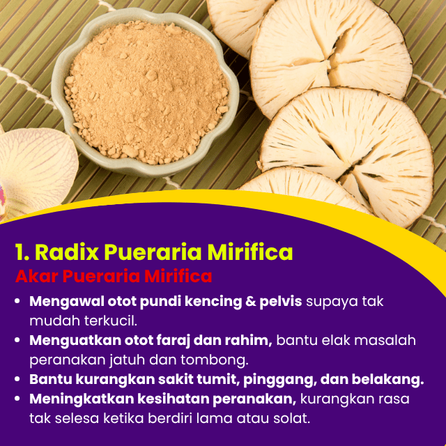 Akar Pueraria Mirifica